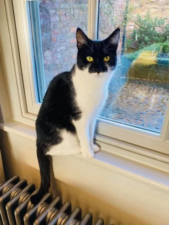 Missing Cat