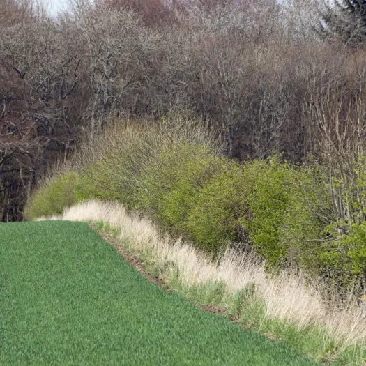 Hedgerow-D3163