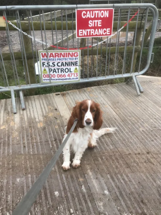 Canal Guard Dog