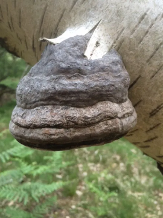Horses hoof 2