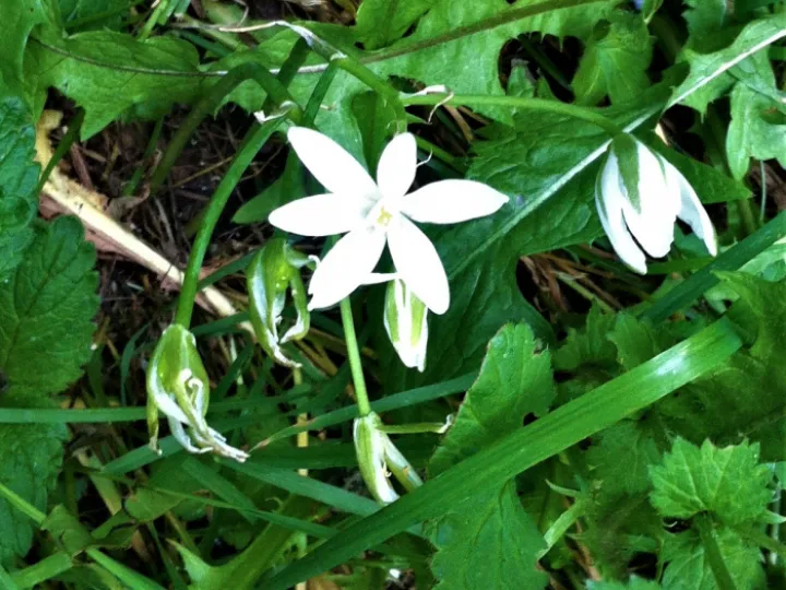Canal Flower