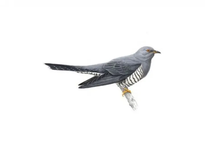 cuckoo_male_1200x675