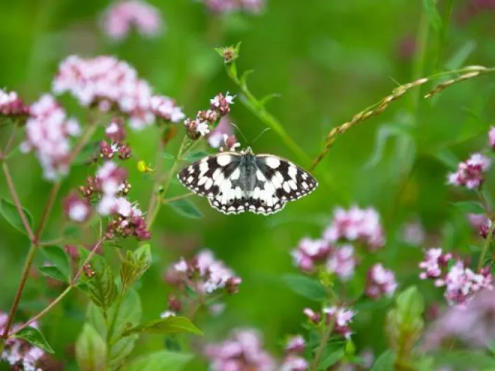 Butterfly-SheepleasFlowers-JonHawkins-090832