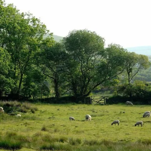 Woodland-