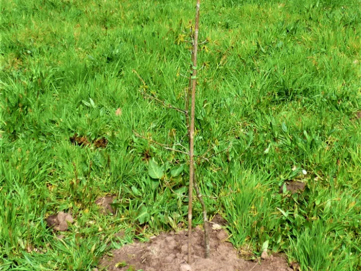 Sapling 1