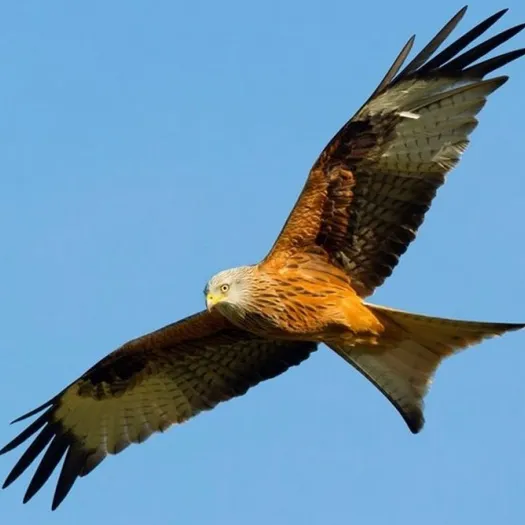 Red Kite 1 cropped