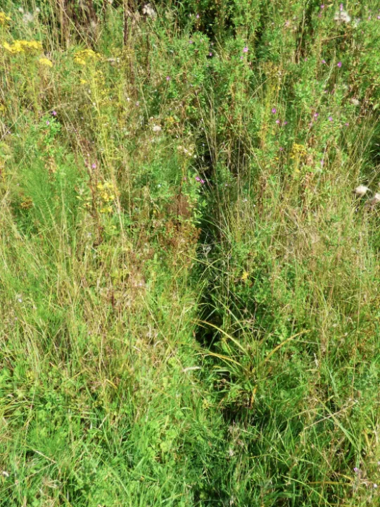 Wildlife in Turnpike