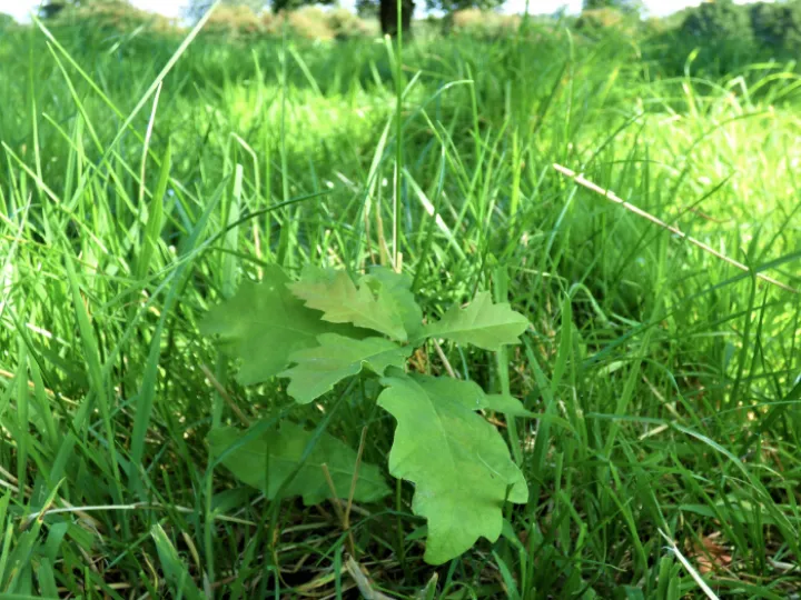 New Oak in Turnpike