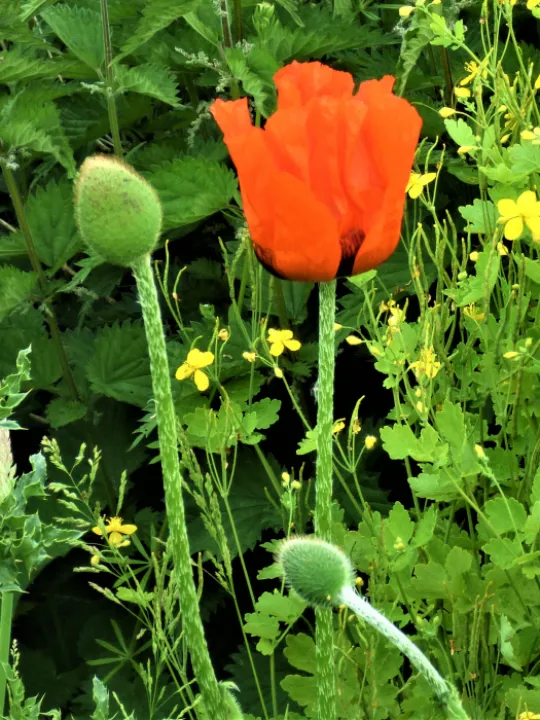 Poppy