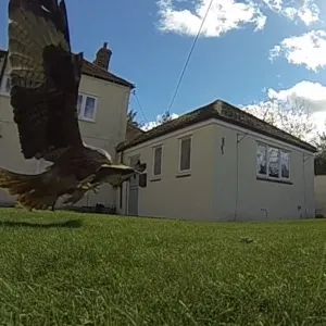 Red Kites in Haddenham