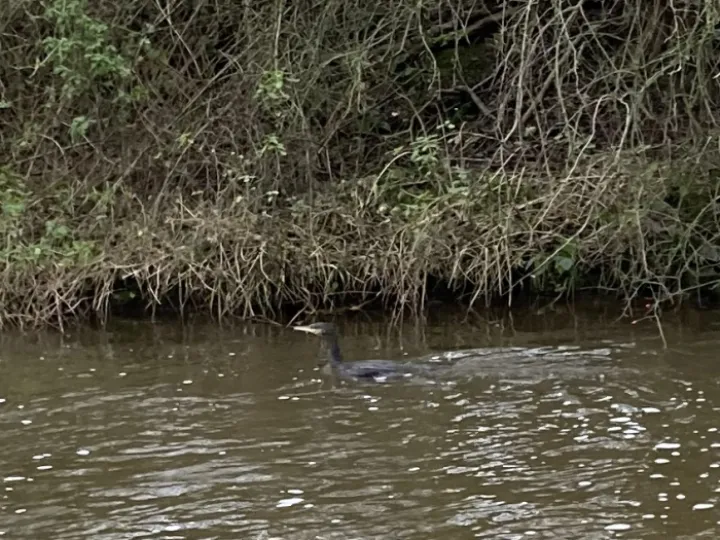cormorant