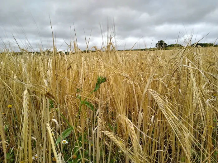 Wheat field