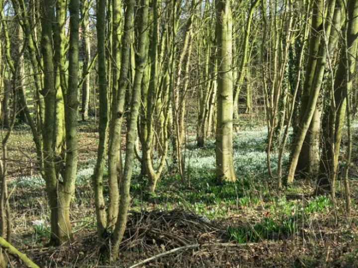 Snowdrops 2022 4