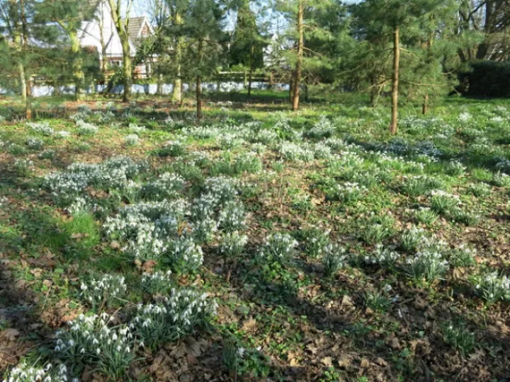 Snowdrops 2022 6