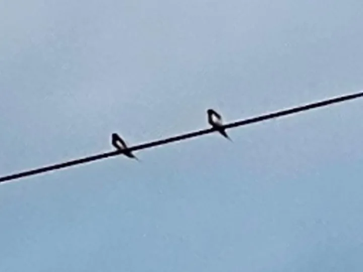 swallows