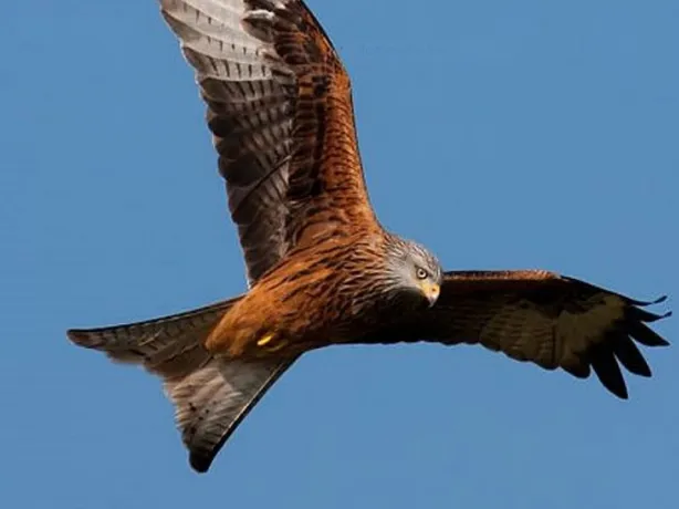 Red Kite 1