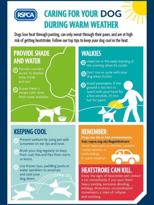 Hot Dogs