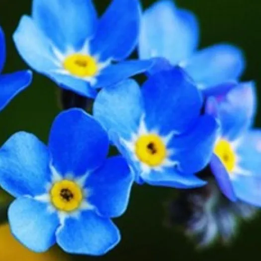 Memory Worship Flower