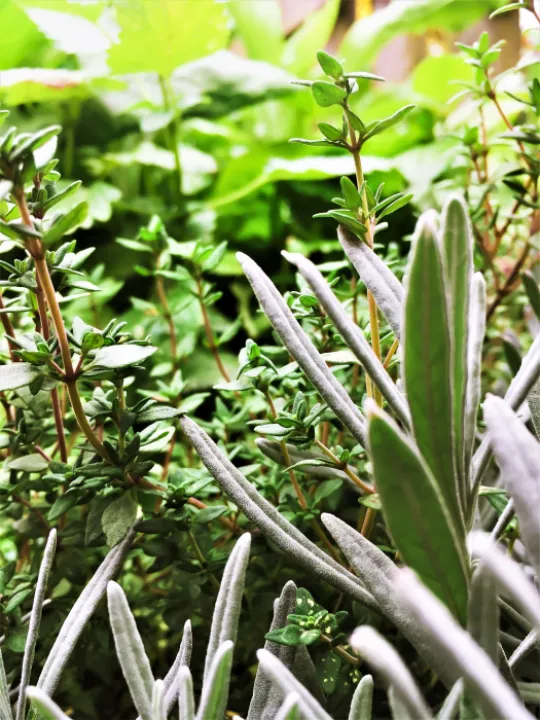 Herbs 2
