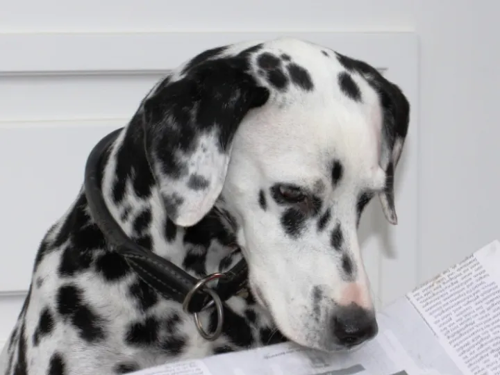 Dalmation
