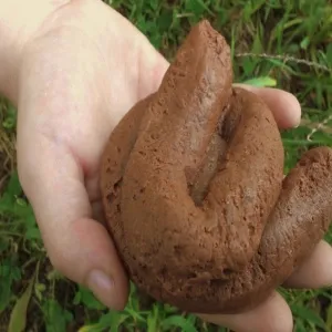 Dog Poo 04