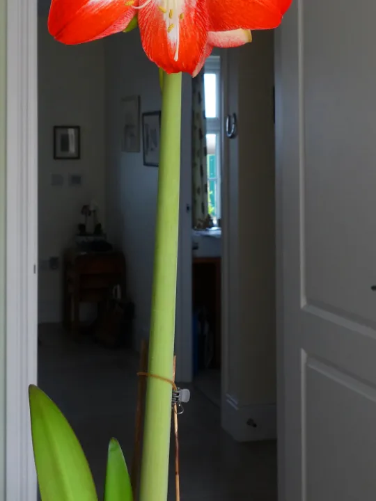 #R Amaryllis s01970