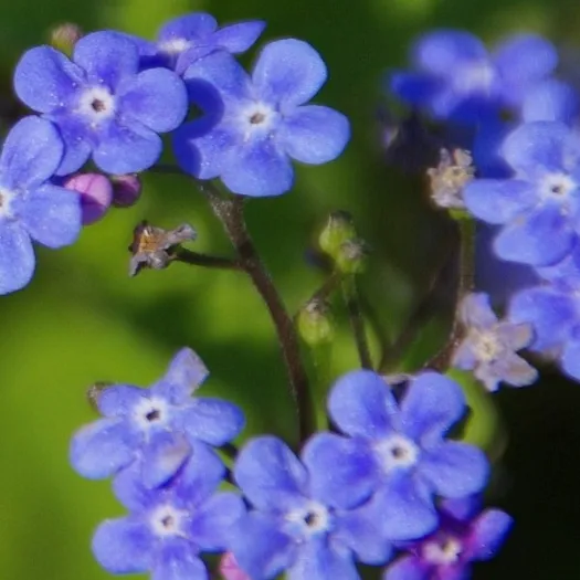 Forgetmenot