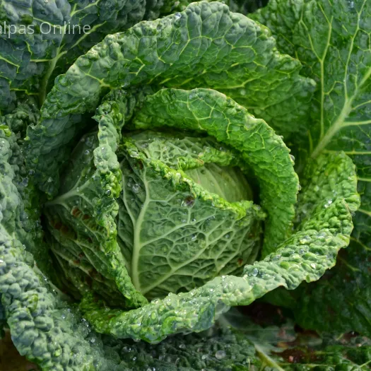 Savoy Cabbage