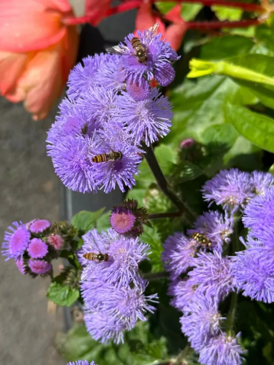 Ageratum