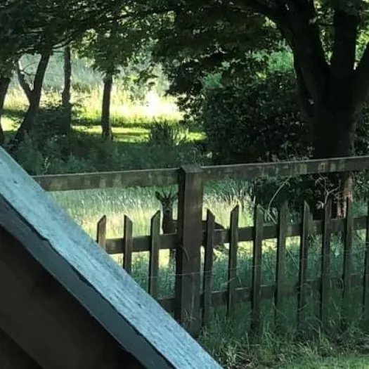 deer cropped