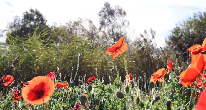 poppies