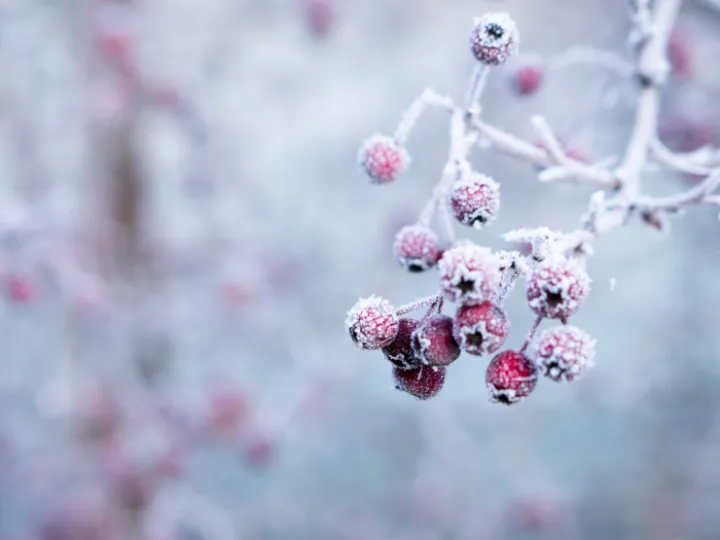 Frosty Morning Unsplash