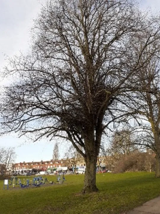 One tree in winter
