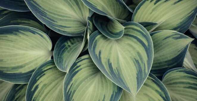 Closeup Photo of Green Variegated Leaf Plants