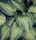 Closeup Photo of Green Variegated Leaf Plants