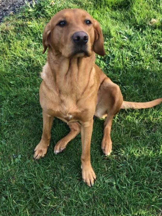 dog
