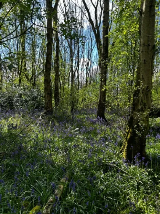 Adderley Blue Bells