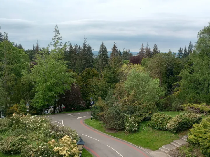Trees &ndash; View From a Window