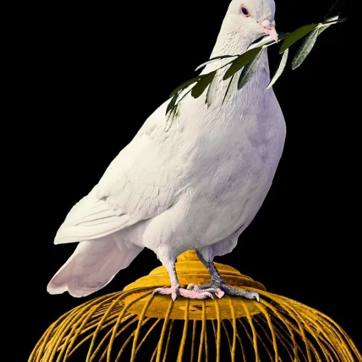 Dove olive branch