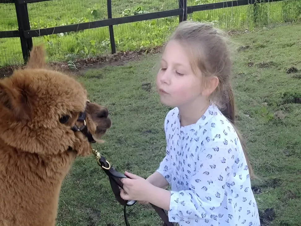 Alpaca Therapy Sessions