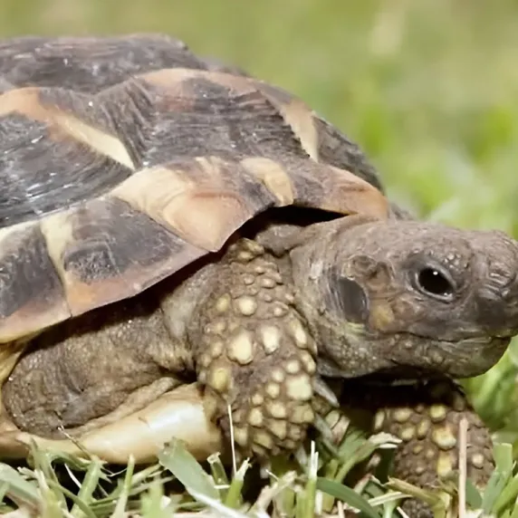 Tortoise