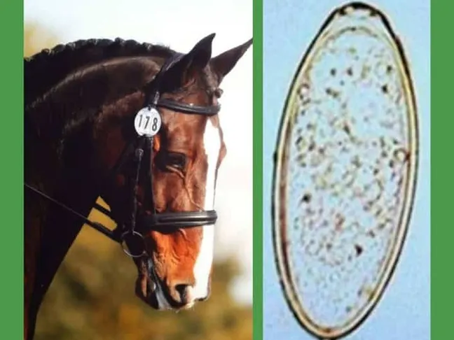 Pin Worm