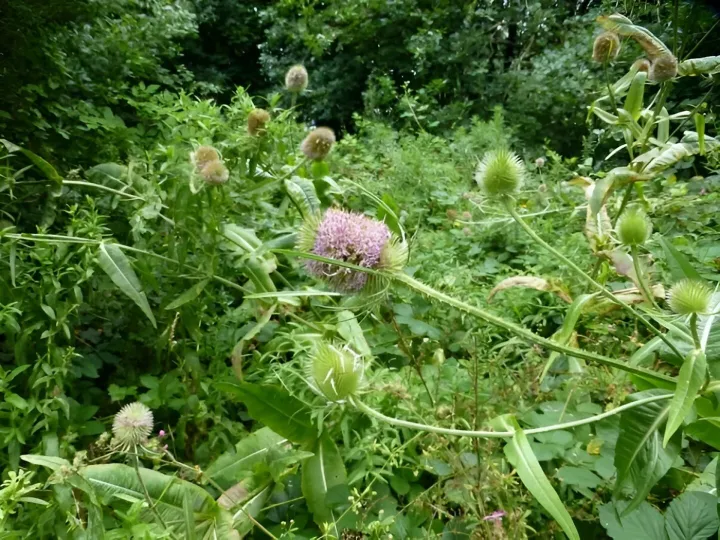 Teasels 1
