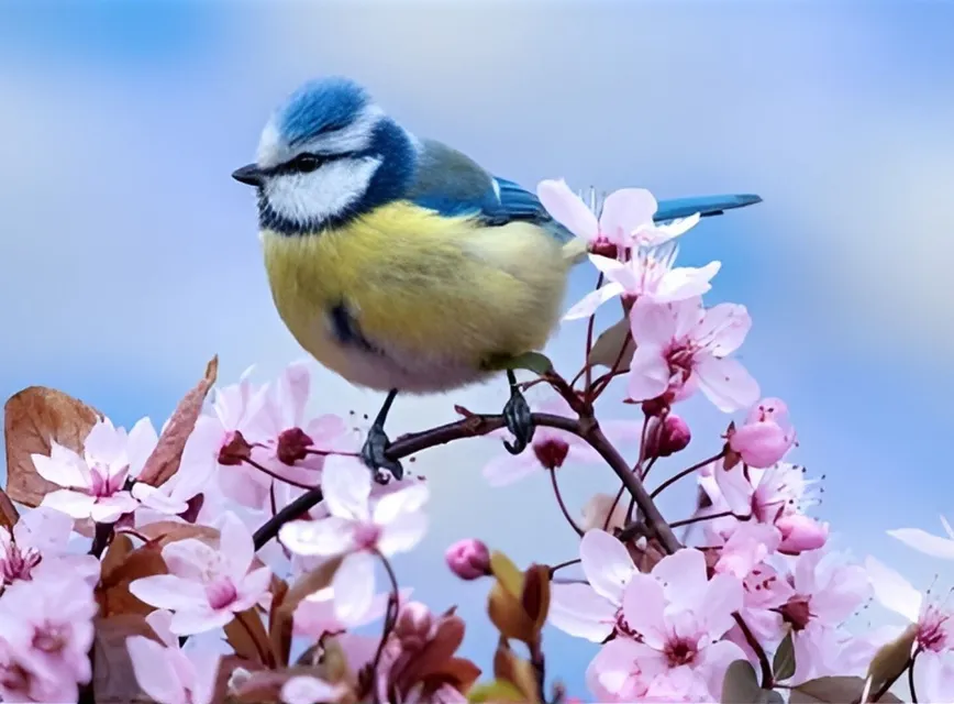Blue Tit 2