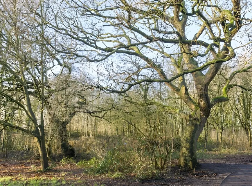 Wilding Area 3