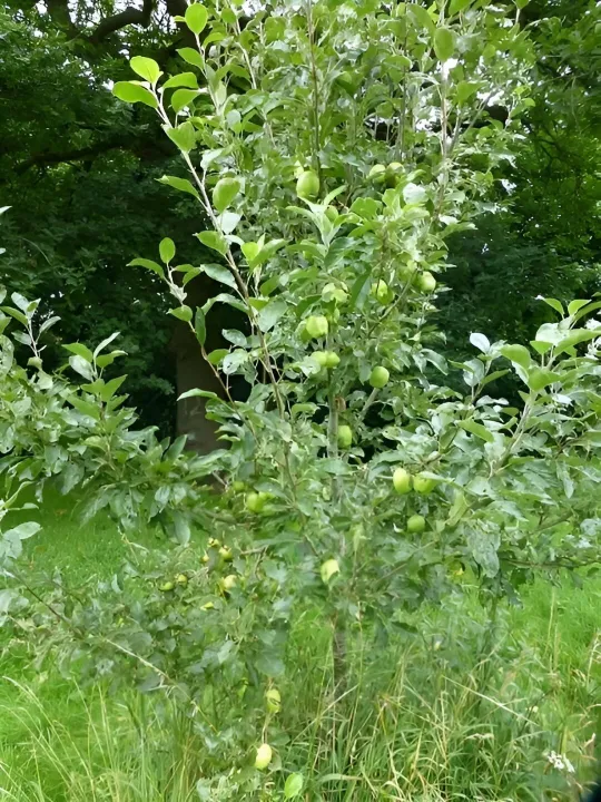 Orchard 1