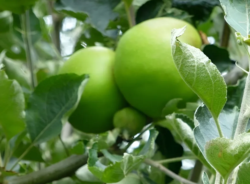 Orchard 2