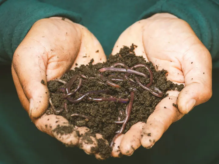 Close-up of hands holding earthworms in fertile soil, symbolizing natural composting.