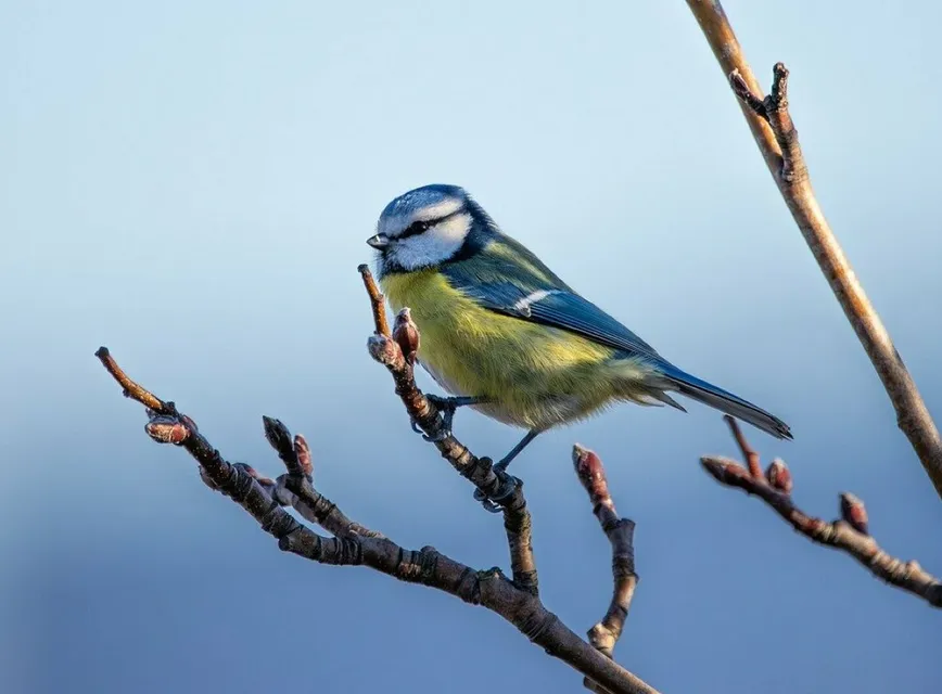 Blue tit, nature, bird