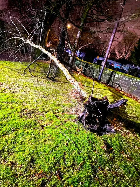 Fallen Tree